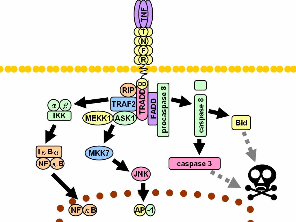 Diagram of TNFR1 signaling