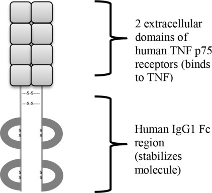 Structure of Etanercept